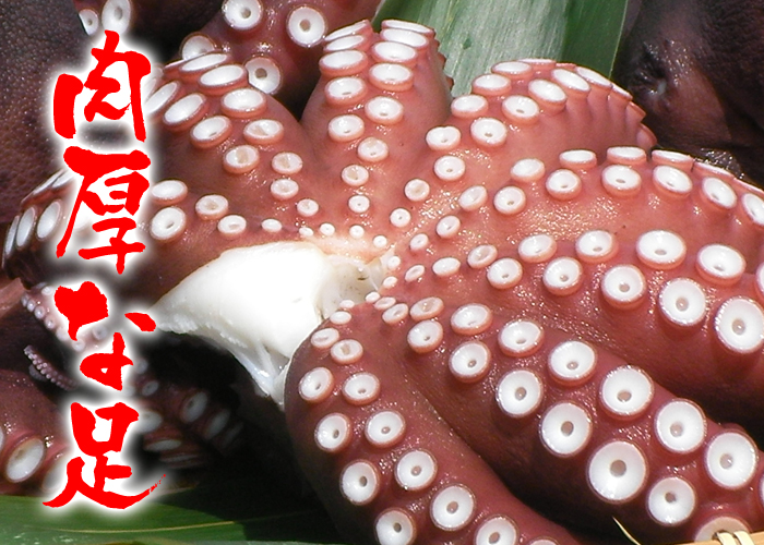 肉厚な関門海峡たこ