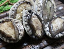 【送料無料】北九州あわび　500g